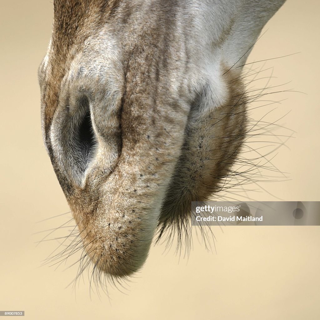 Mouth of giraffe