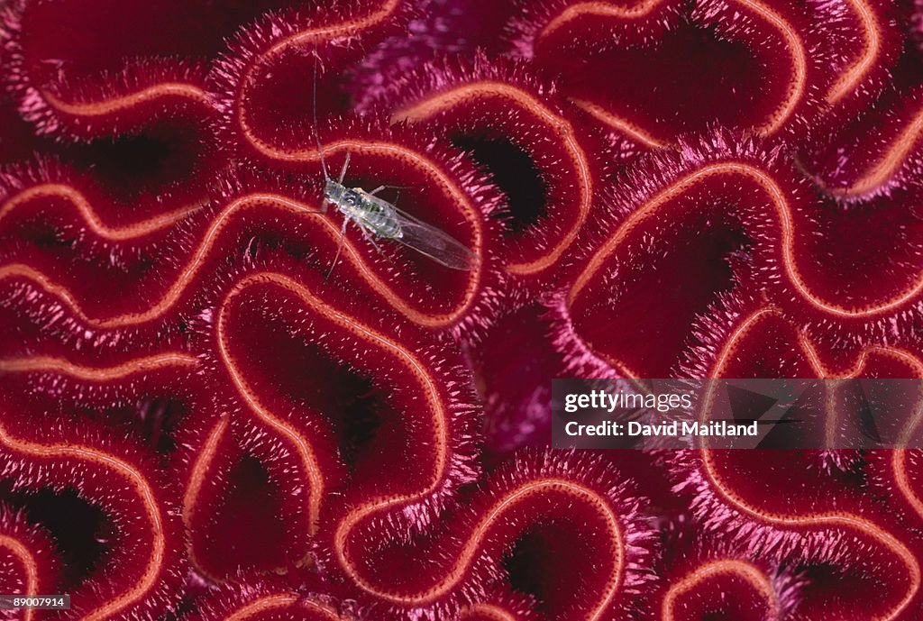 Closeup of winged greenfly