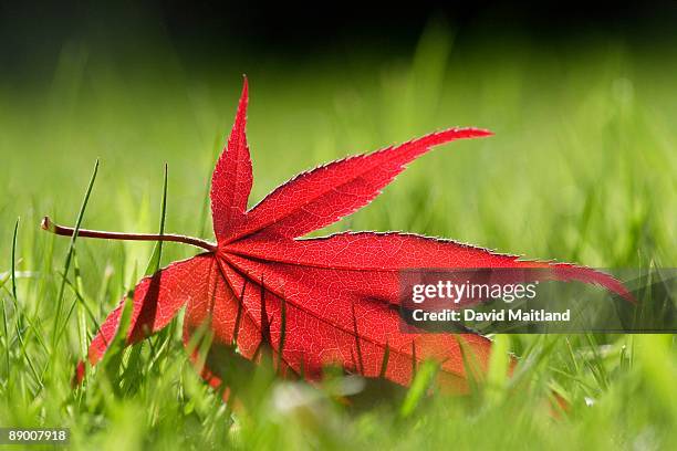 Autumnal Leaf In Grass, 照片檔