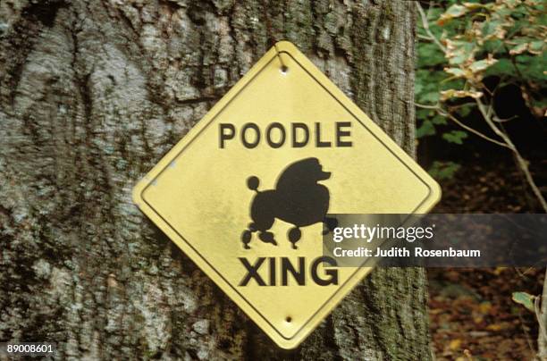 poodle crossing sign nailed to tree - bow wow 2000 stock pictures, royalty-free photos & images
