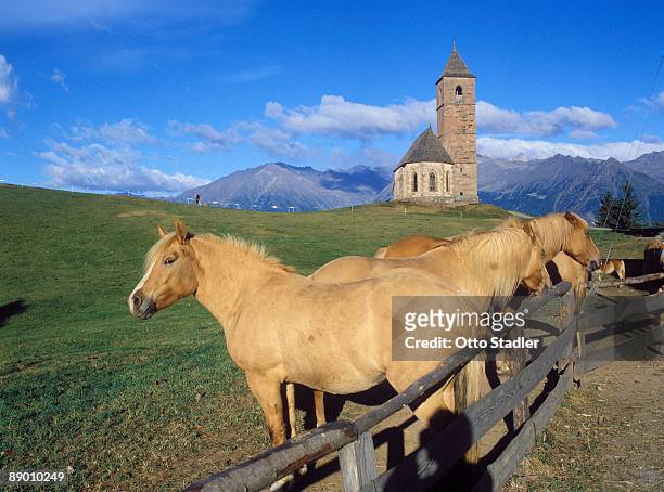 haflinger horses and church, tyrol, italy - haflinger horse stock pictures, royalty-free photos & images