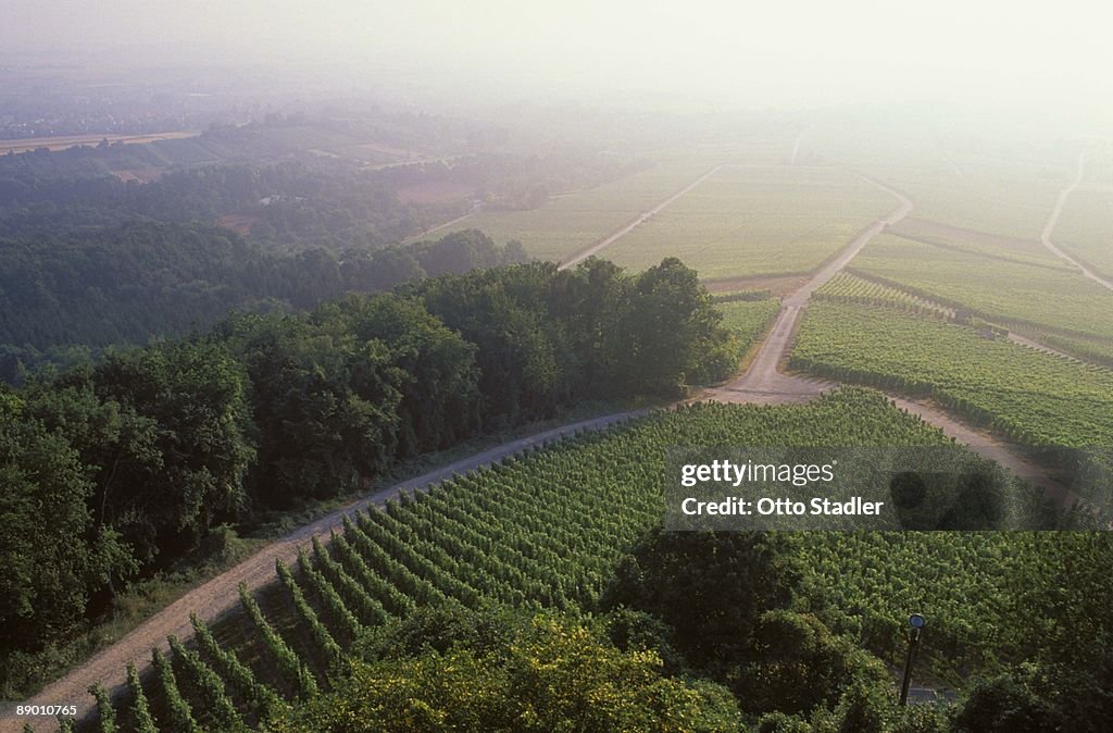 Vineyard in Ludwigsburg, Germany