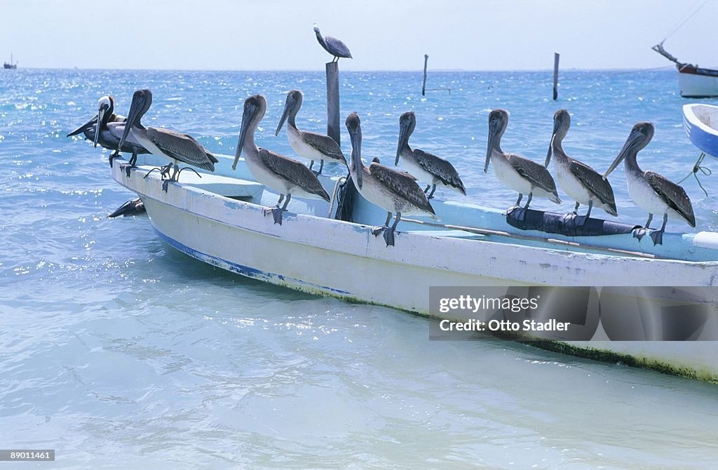 Pelicans perched on boat in Caribbean Sea
