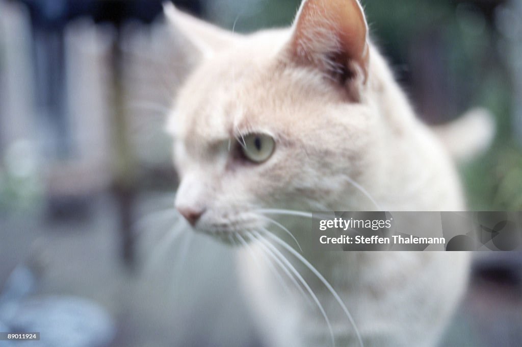 Close-up of white cat