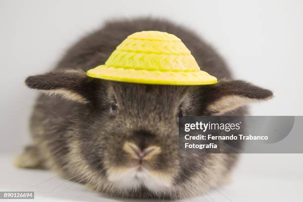 animal with hat - animal ear stock-fotos und bilder