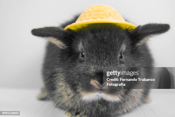 animal with hat - animal ear stock-fotos und bilder