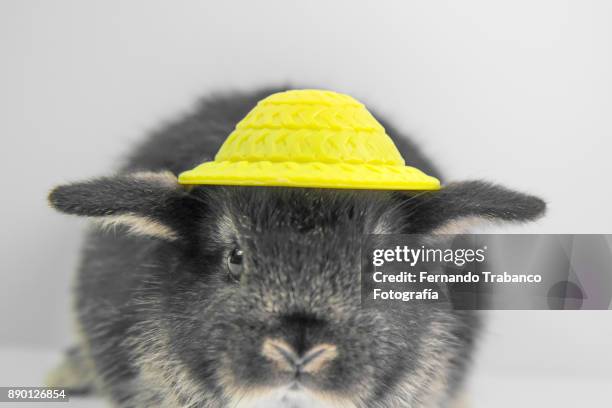 animal with hat - animal ear stock-fotos und bilder