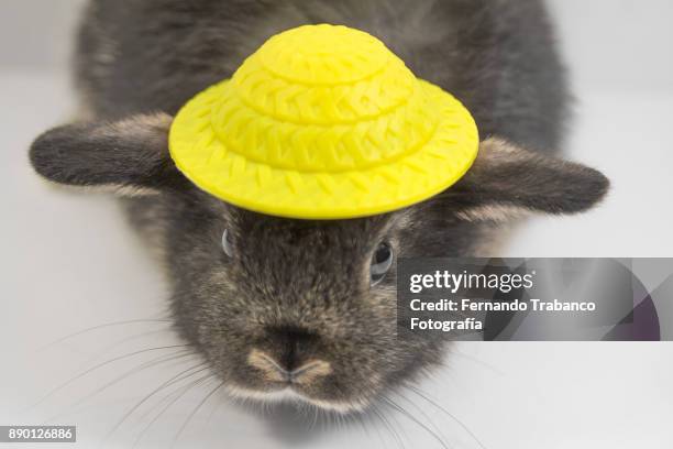 animal with hat - animal ear stock-fotos und bilder