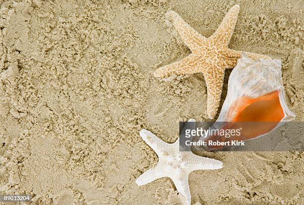 seashell and starfish - bethany beach stock-fotos und bilder