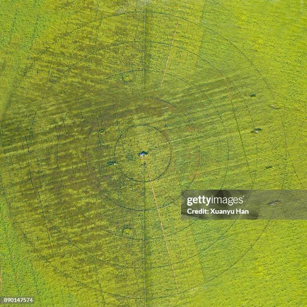 circles on green field - kornkreis stock-fotos und bilder