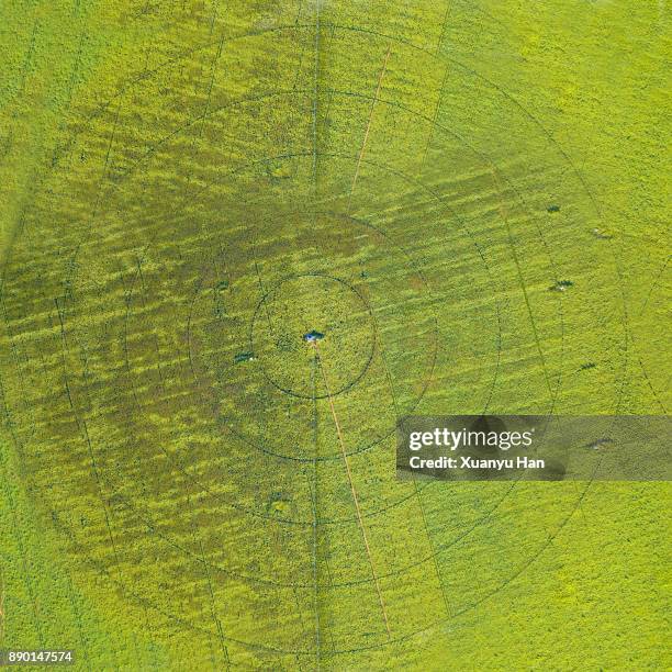 circles on green field - graancirkel stockfoto's en -beelden