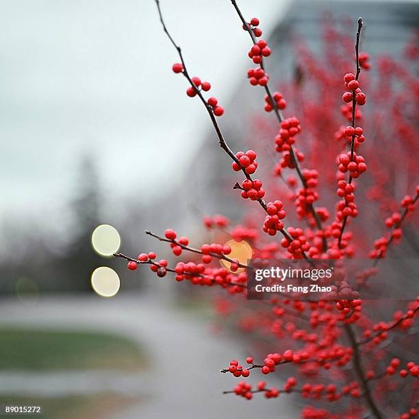 berry bokeh - winterberry holly stock pictures, royalty-free photos & images