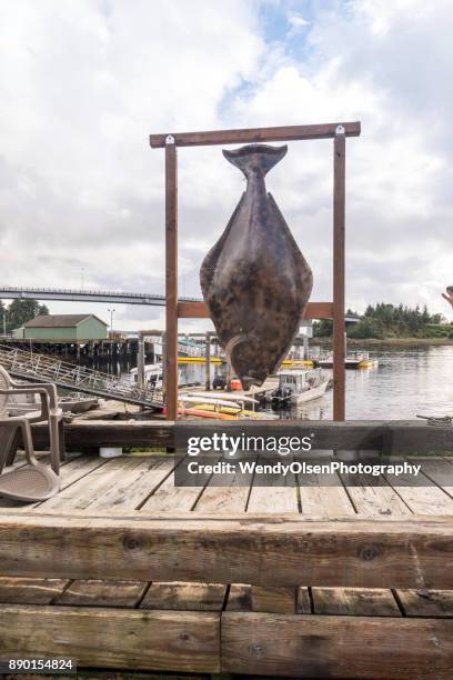 halibut hanging in sitka - halibut stock pictures, royalty-free photos & images