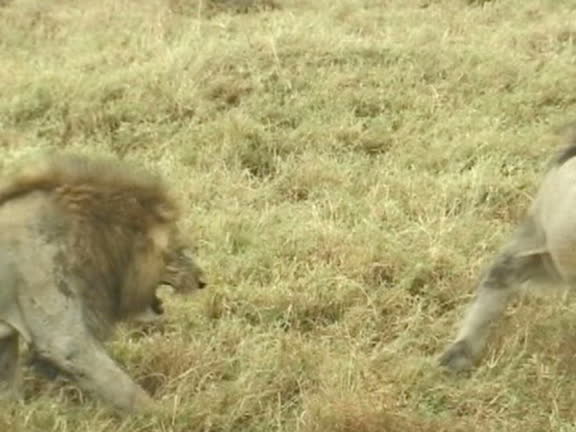 389 Lion Fight Videos and HD Footage - Getty Images 389 Lion Fight Videos and HD Footage - Getty Images