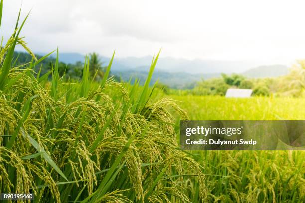 green rice fild with evening sky - backlight　green ストックフォトと画像