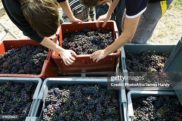 france, champagne-ardenne, aube, wine harvesters - vendimia fotografías e imágenes de stock