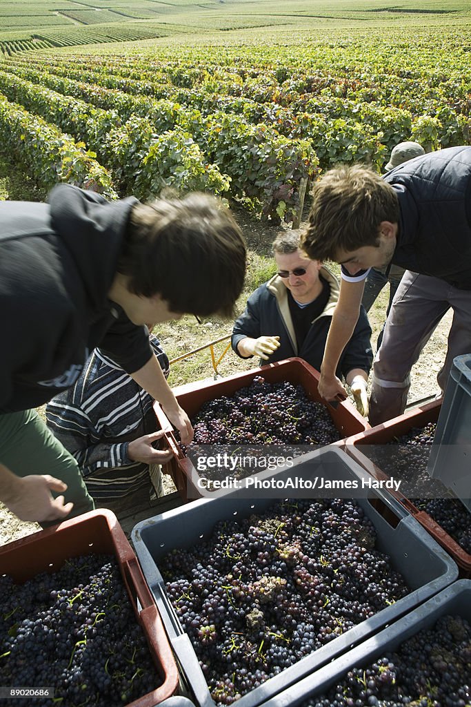 France, Champagne-Ardenne, Aube, workers loading bins of grapes in vineyard, high angle view
