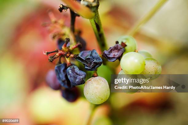 white grapes and raisins on stem, close-up - raisin stock pictures, royalty-free photos & images