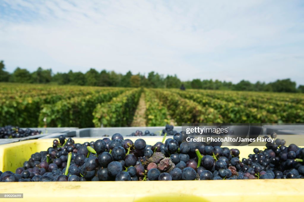 France, Champagne-Ardenne, Aube, grapes in bins, vineyard in background