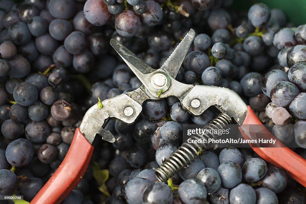 Pruning shears on heap of grapes