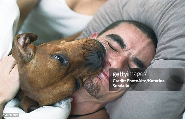 dog licking sleeping man's smiling face - animal head stock pictures, royalty-free photos & images