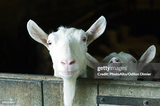 goats looking over barn door - goat pen stock pictures, royalty-free photos & images