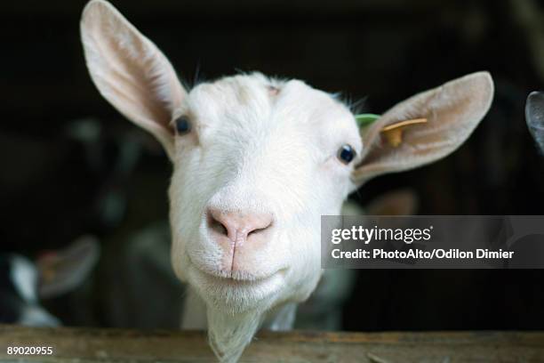 goat looking at camera - chivas fotografías e imágenes de stock