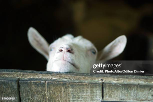 goat looking over barn door - goat pen stock pictures, royalty-free photos & images