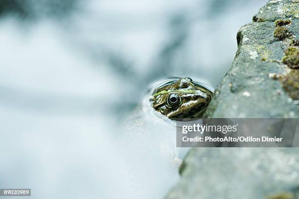 natterjack toad floating, head above water - calamita fotografías e imágenes de stock