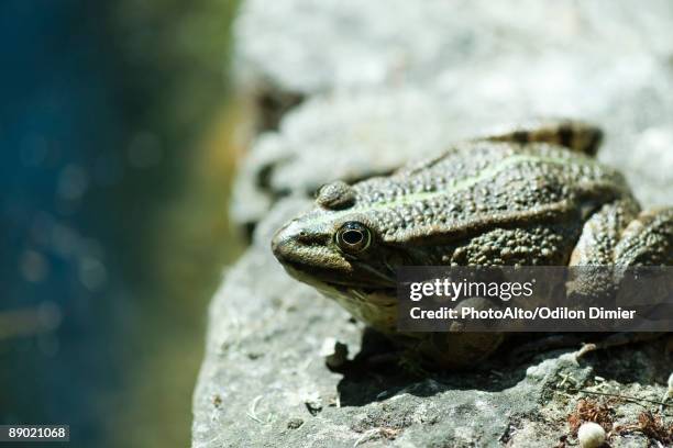 Toad On Rocks Toad Rock Photos and Premium High Res Pictures - Getty Images