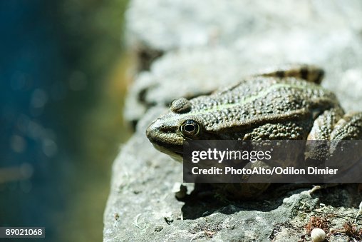 Natterjack toad basking on rock Natterjack toad basking on rock