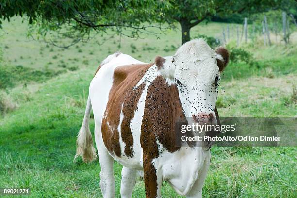 cow covered by flies - parasites stock pictures, royalty-free photos & images
