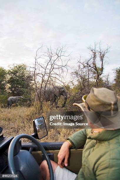 man looking at elephants - südafrika safari stock-fotos und bilder