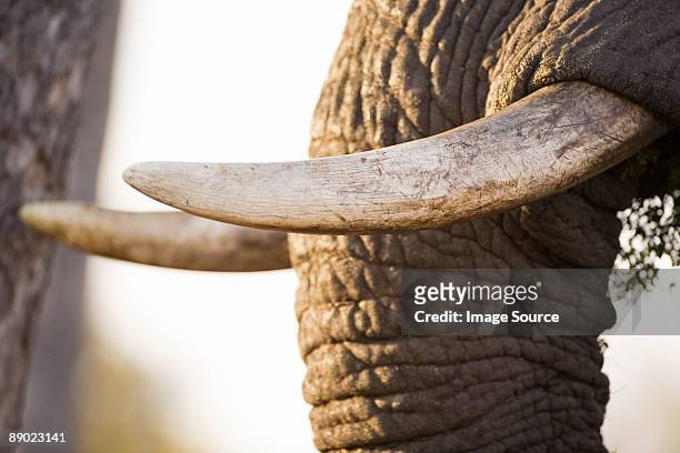 trunk and tusks of african elephant - 長牙 個照片及圖片檔