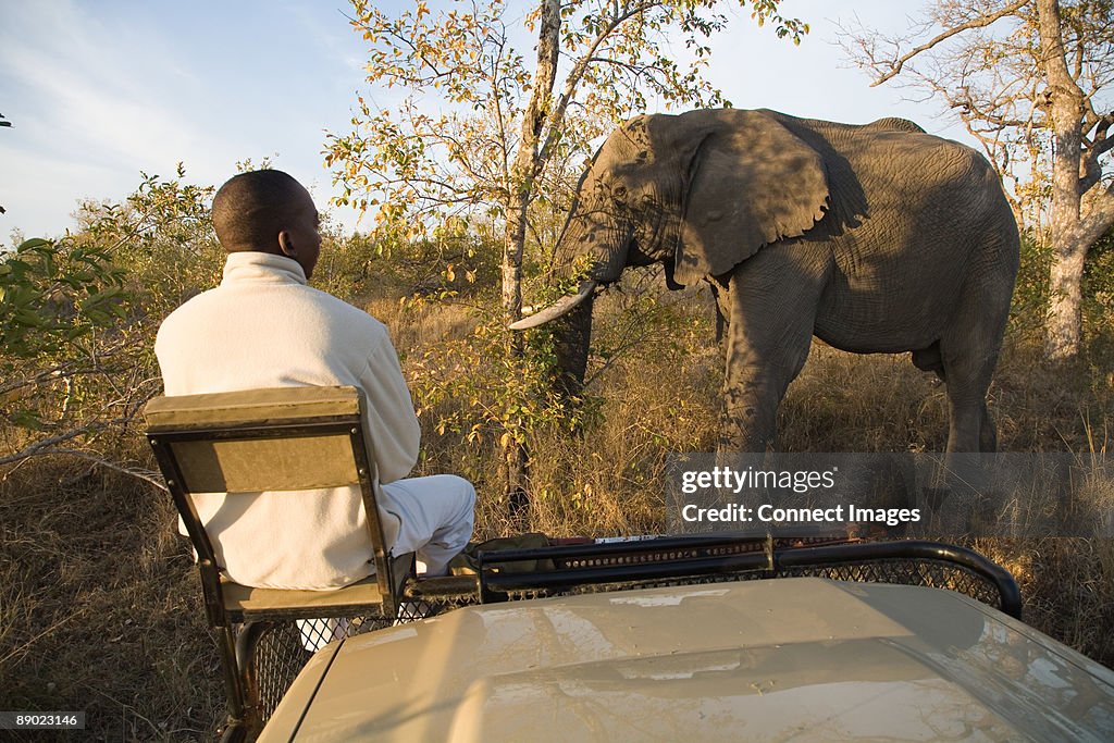 Tracker looking at african elephant