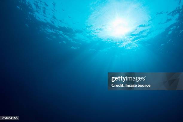 sea at similan islands national marine park - undersea 個照片及圖片檔