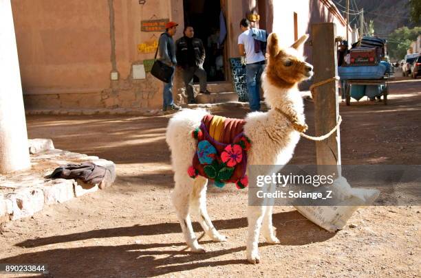 lama van de baby op een paal vastgebonden - salta provincie stockfoto's en -beelden