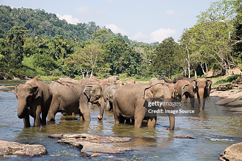 Herd of elephants in watering hole