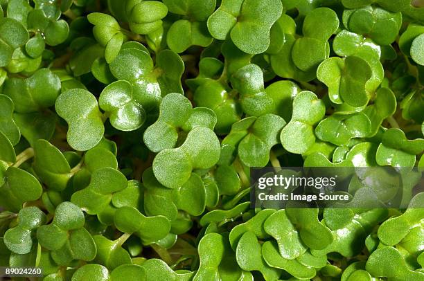 watercress - watercress stock pictures, royalty-free photos & images