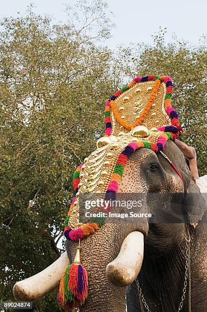 elephant dressed for hindu carnival - kerala elephants fotografías e imágenes de stock