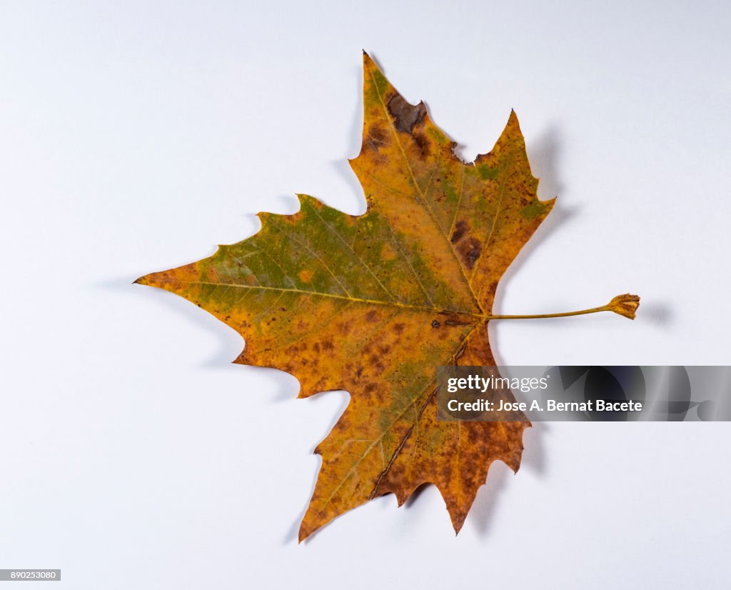 One dry leaves in autumn of green and yellow color on a white background. Spain