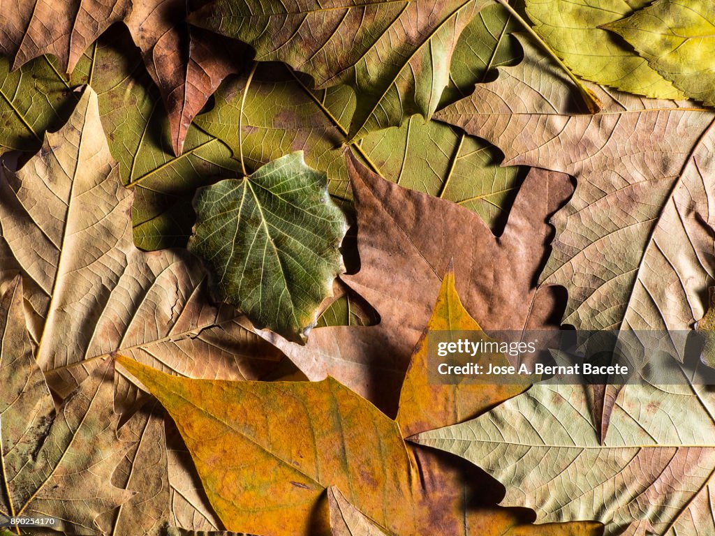Full frame shot of dry leaves, natural pattern. Spain