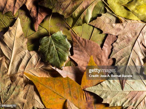 full frame shot of dry leaves, natural pattern. spain - leaf epidermis stock pictures, royalty-free photos & images