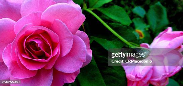 roses, roses and roses - crmacedonio stock-fotos und bilder
