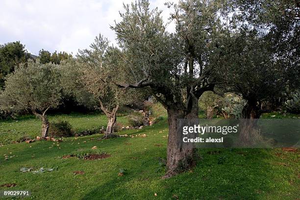 gethsemane - garden of gethsemane stock-fotos und bilder