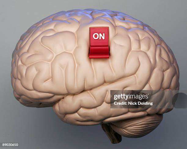 brain with on switch - cerebro animal fotografías e imágenes de stock