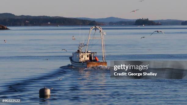 sea gulls following a lobster boat - lubec stock-fotos und bilder