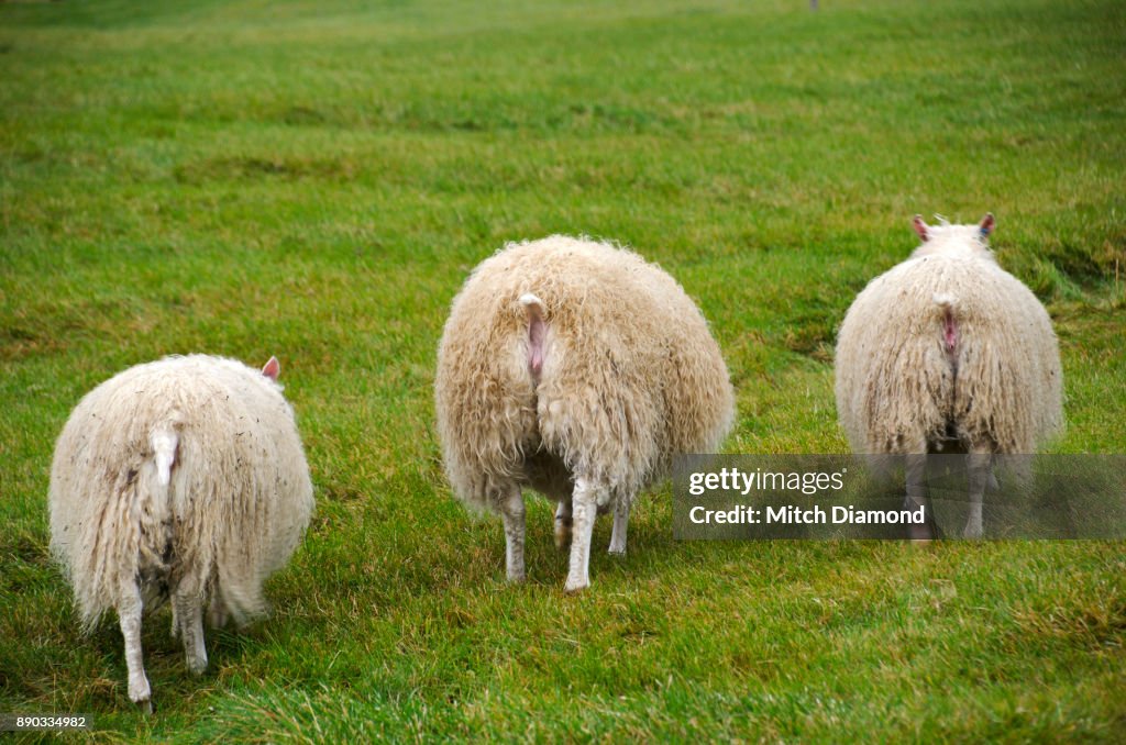 Iceland Sheep