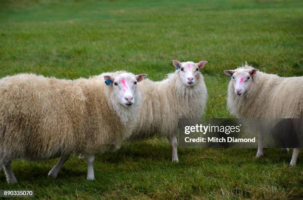 iceland sheep - oveja islandesa fotografías e imágenes de stock