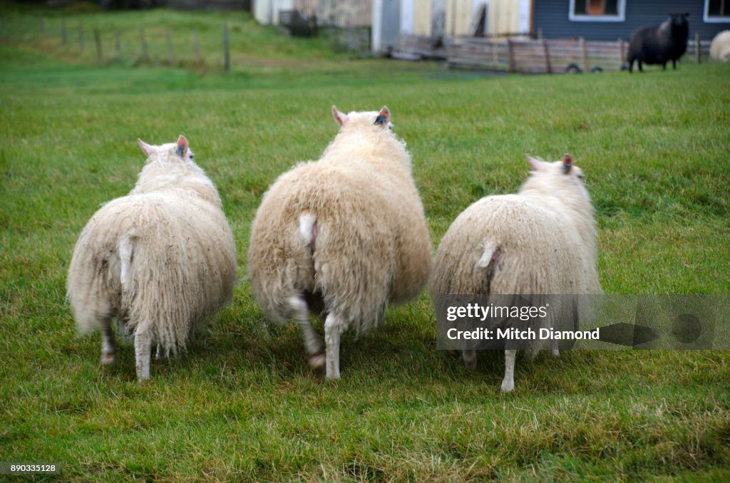 Iceland Sheep